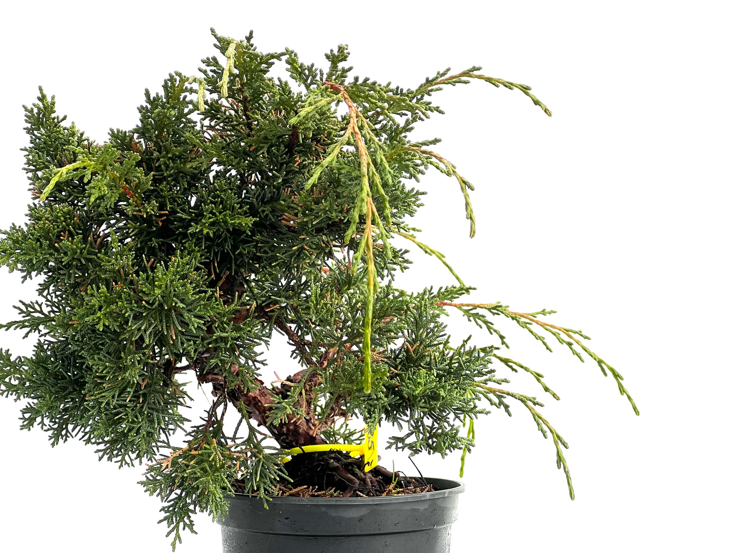 Juniperus Chinensis Kyshu 1756