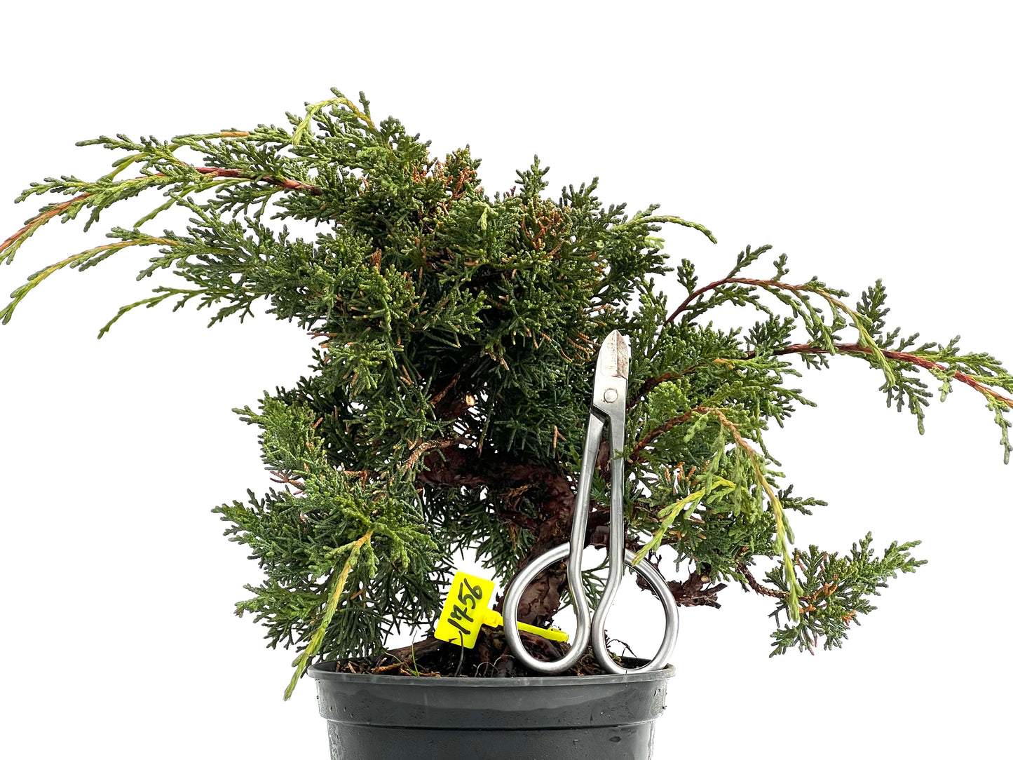 Juniperus Chinensis Kyshu 1756