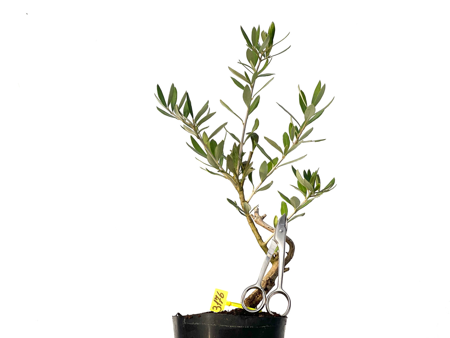 Olea Europaea 3176