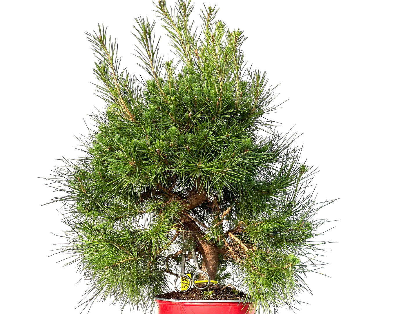 Pinus Halepensis 3178