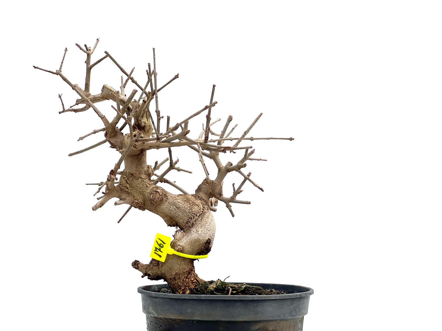 Fraxinus Angustifolia 1761