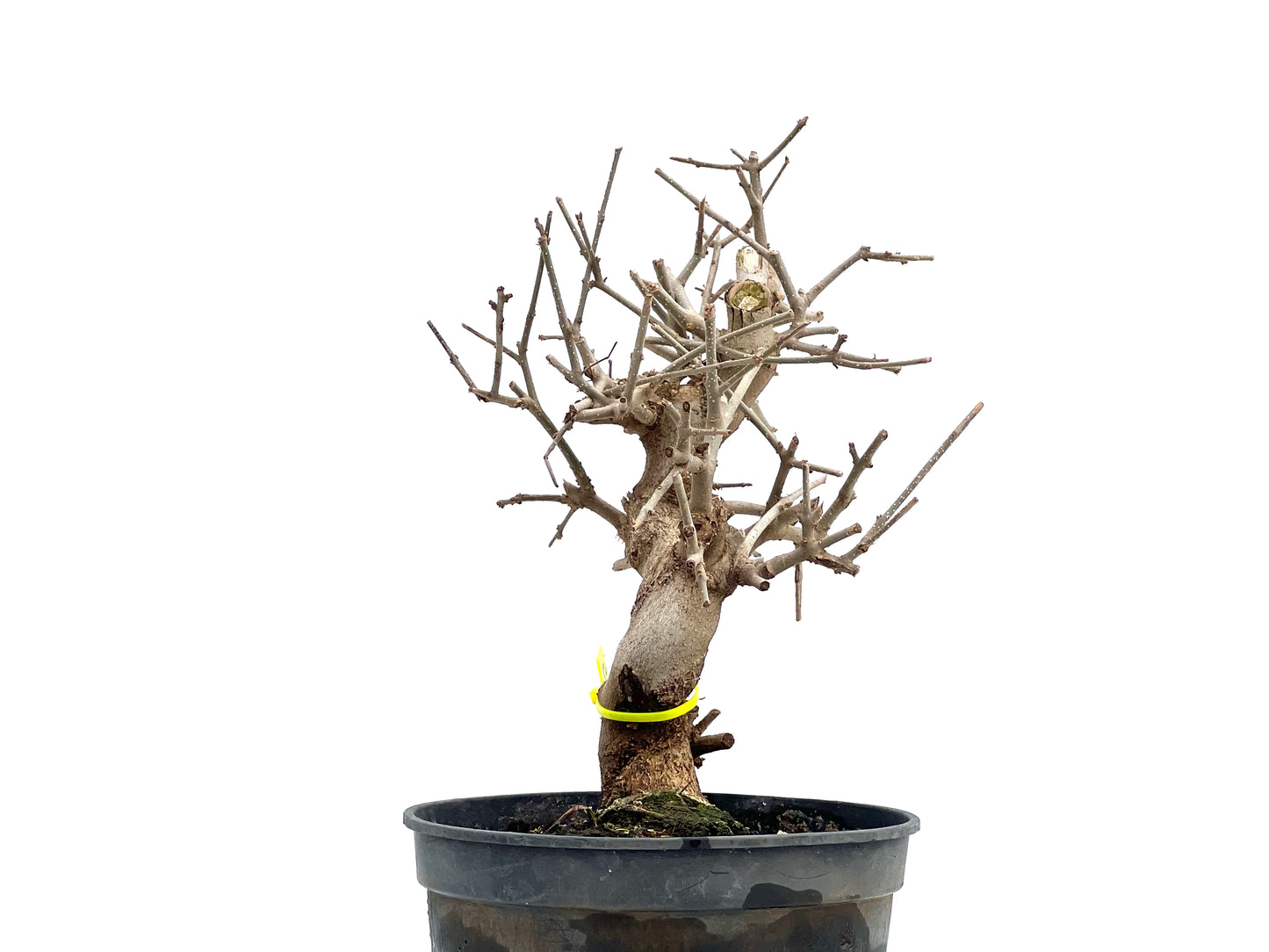 Fraxinus Angustifolia 1761