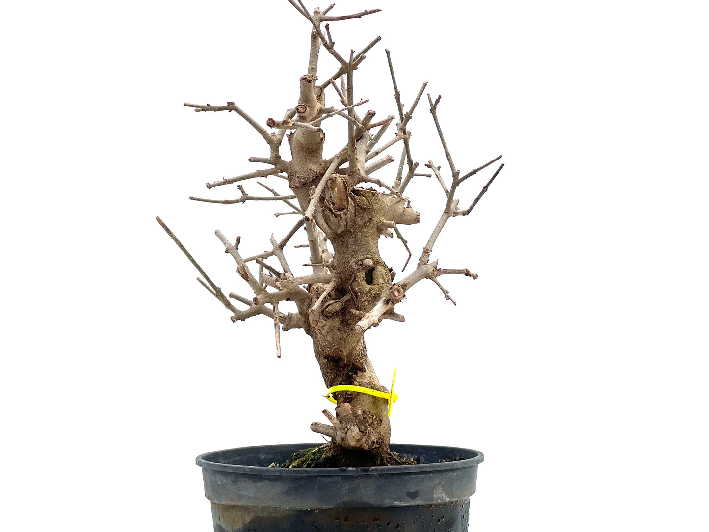 Fraxinus Angustifolia 1761