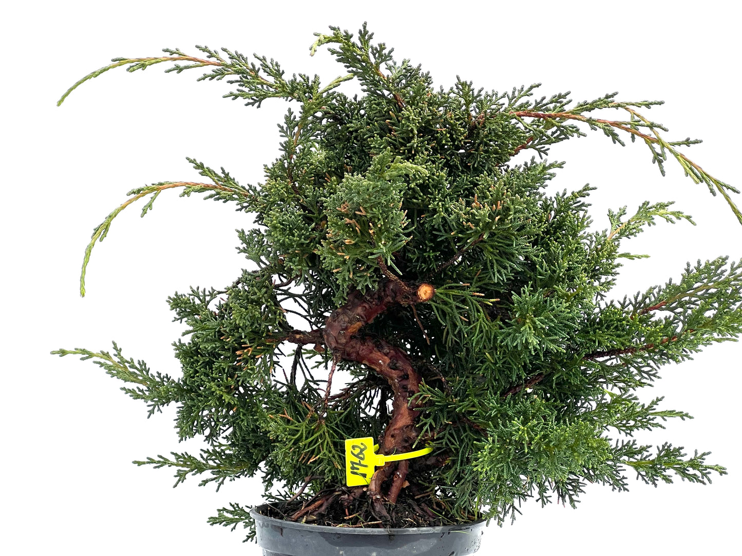 Juniperus Chinensis Kyshu 1762
