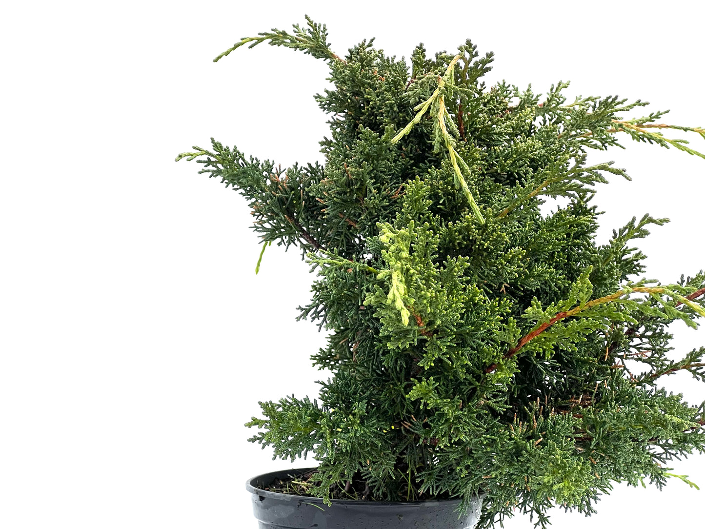 Juniperus Chinensis Kyshu 1762
