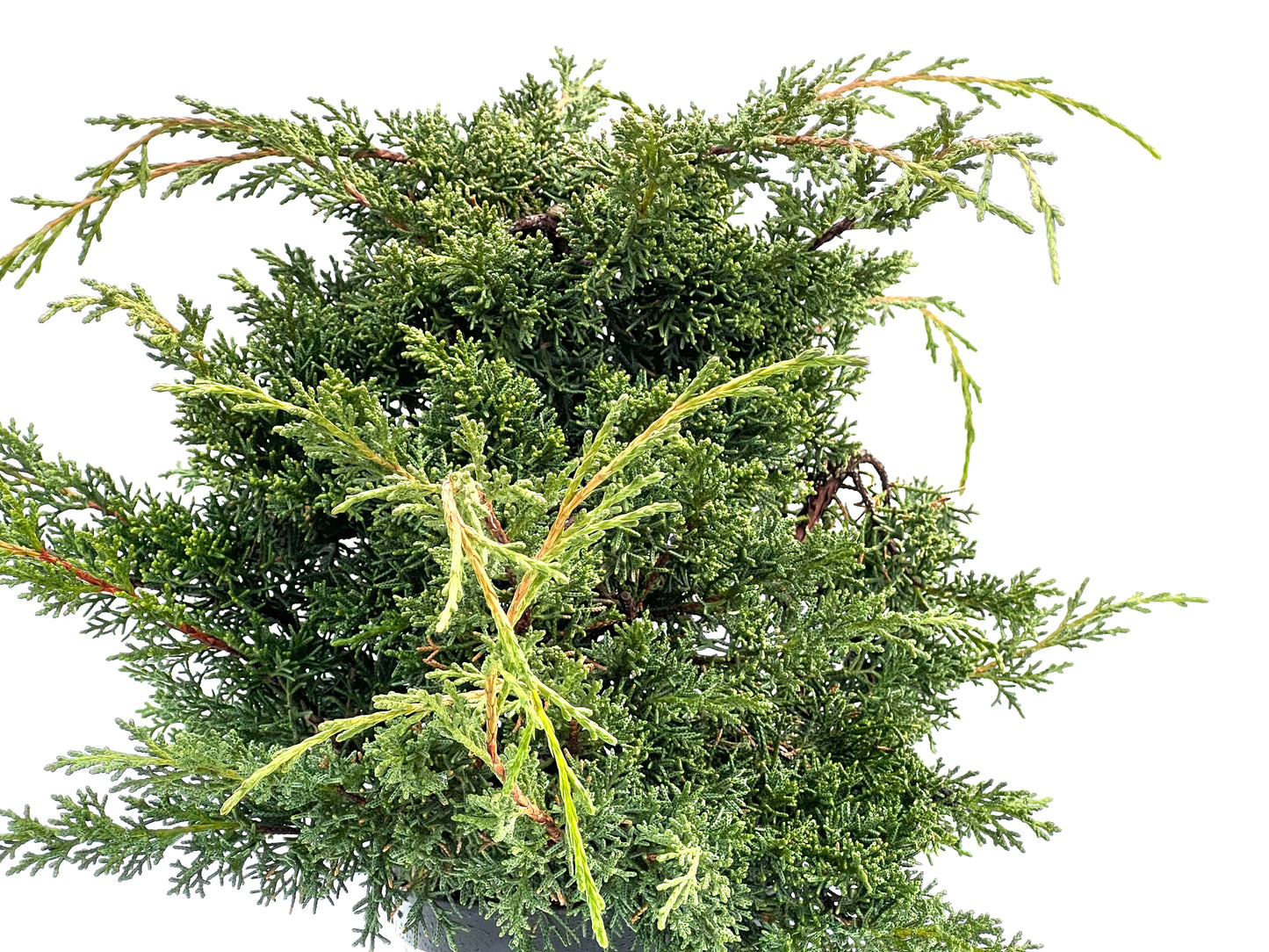 Juniperus Chinensis Kyshu 1762
