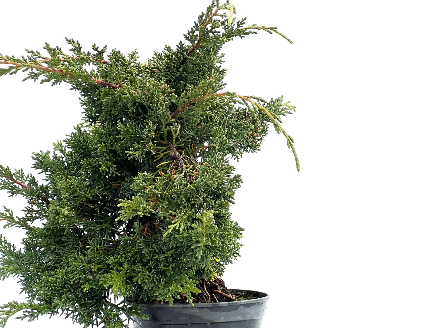 Juniperus Chinensis Kyshu 1762