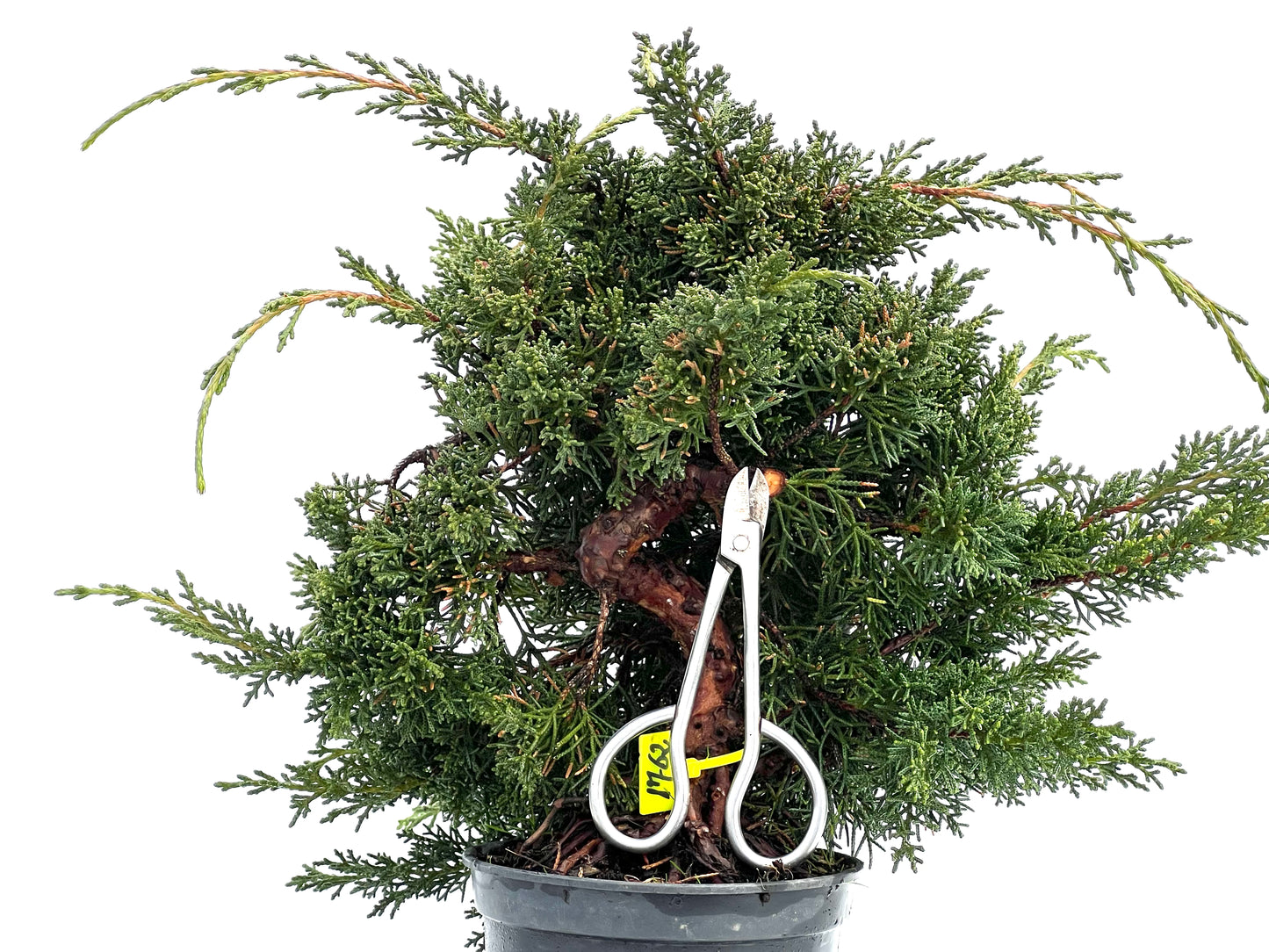 Juniperus Chinensis Kyshu 1762