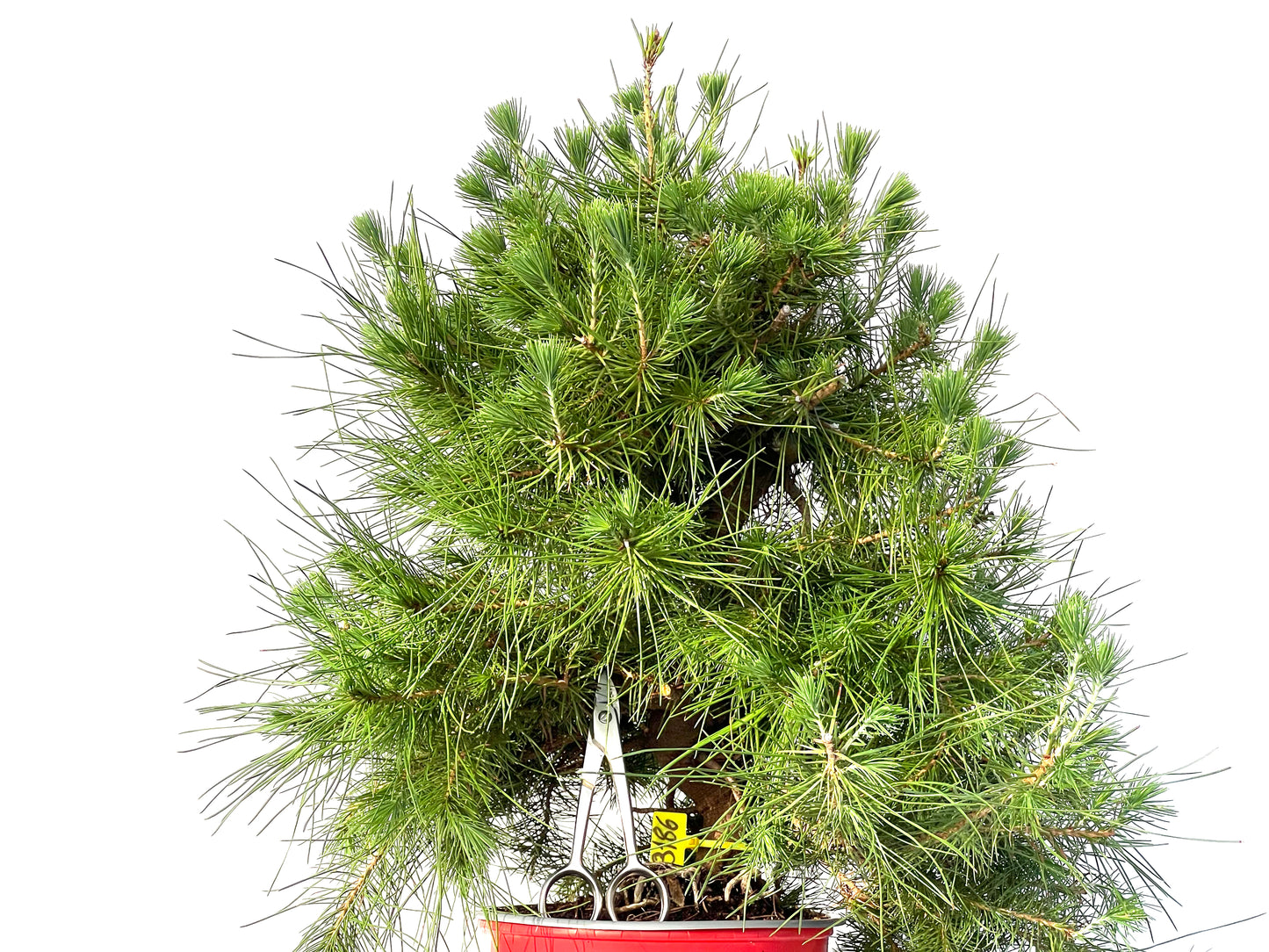 Pinus Halepensis 3186