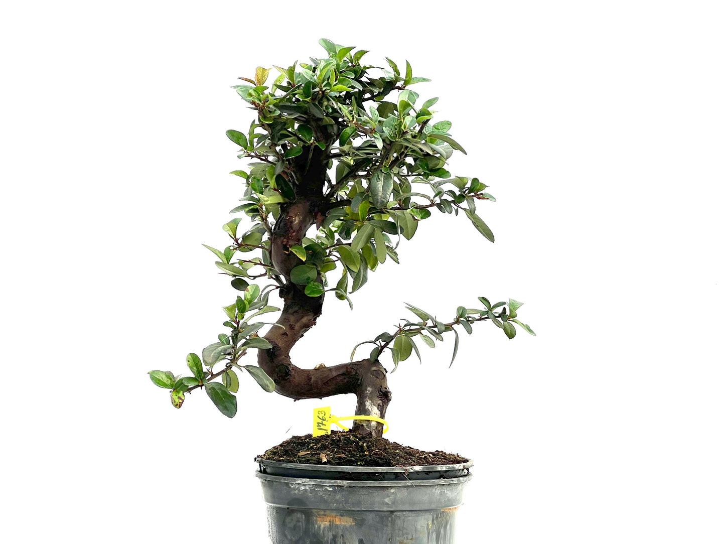 Pyracantha 1763