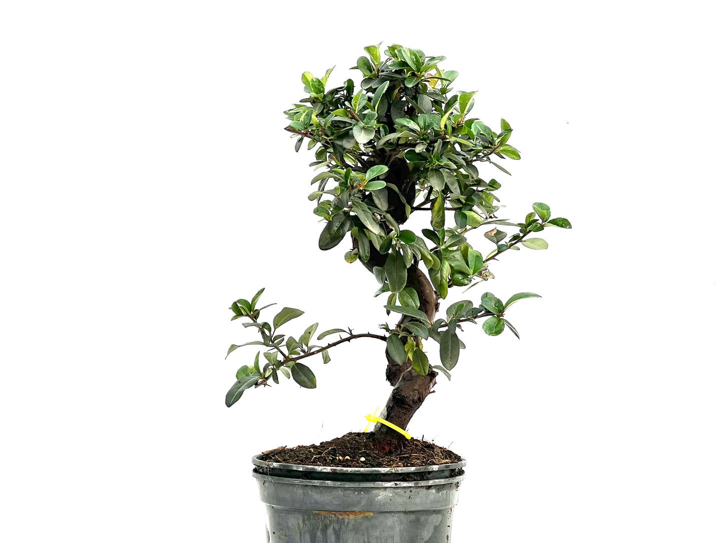Pyracantha 1763