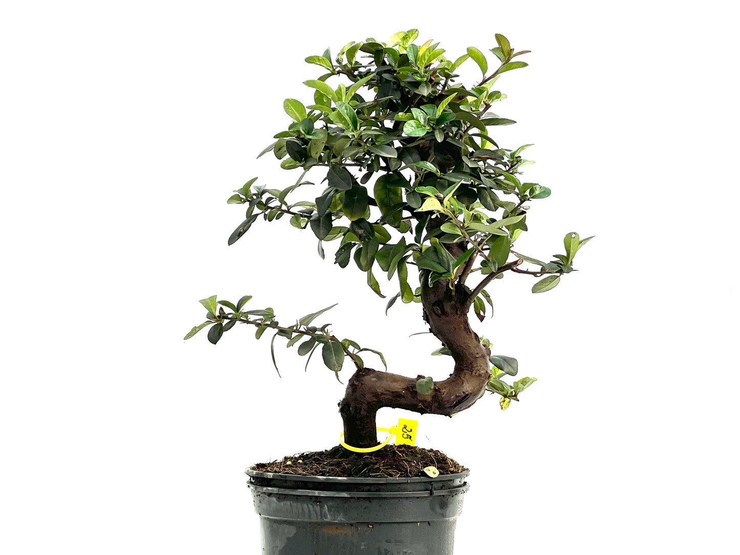 Pyracantha 1763