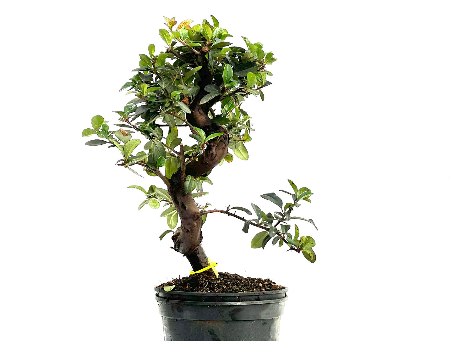 Pyracantha 1763