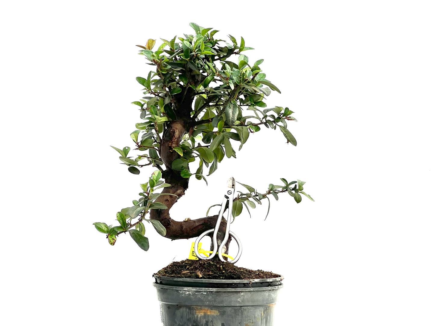 Pyracantha 1763