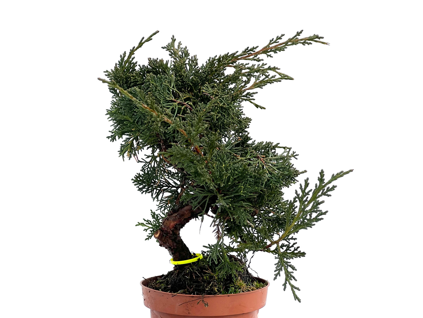 Juniperus Chinensis Kyshu 1765