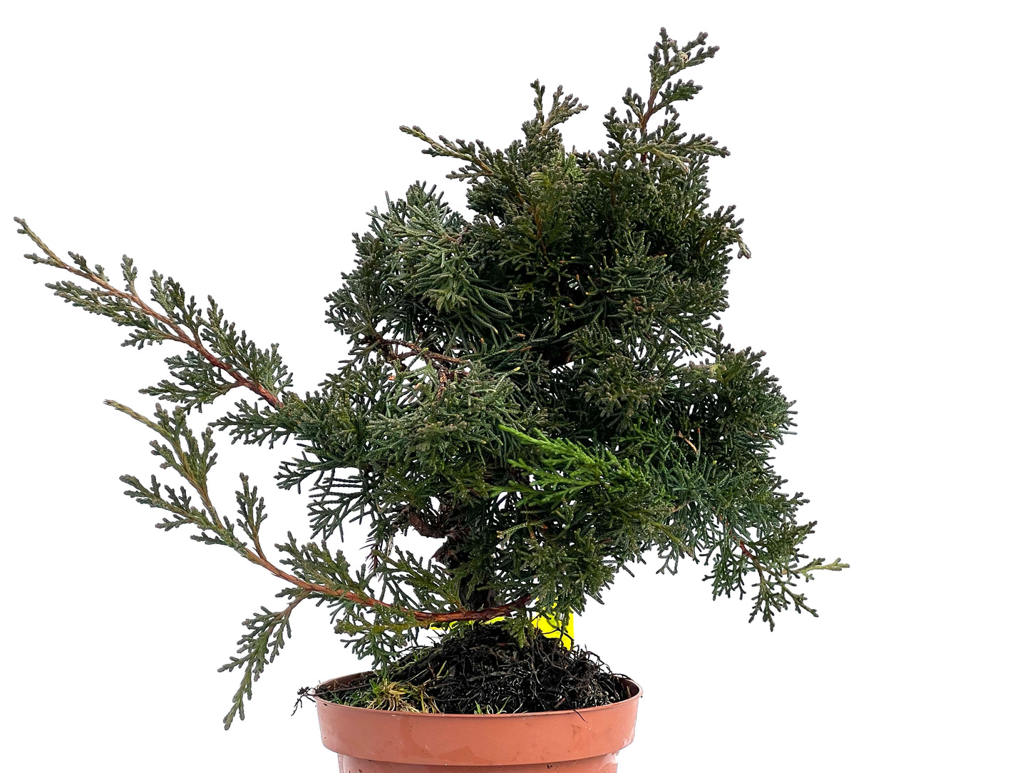 Juniperus Chinensis Kyshu 1765
