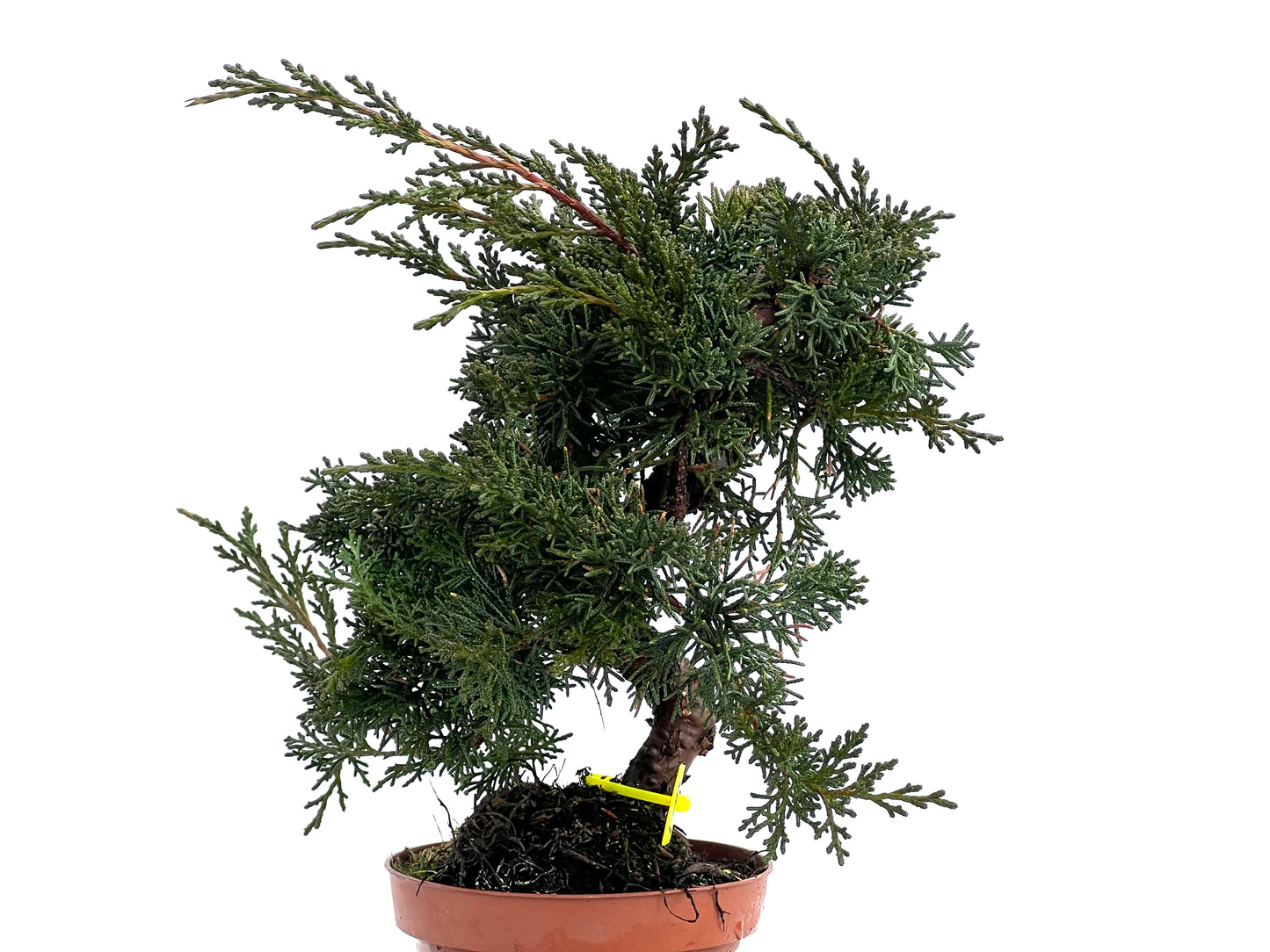 Juniperus Chinensis Kyshu 1765