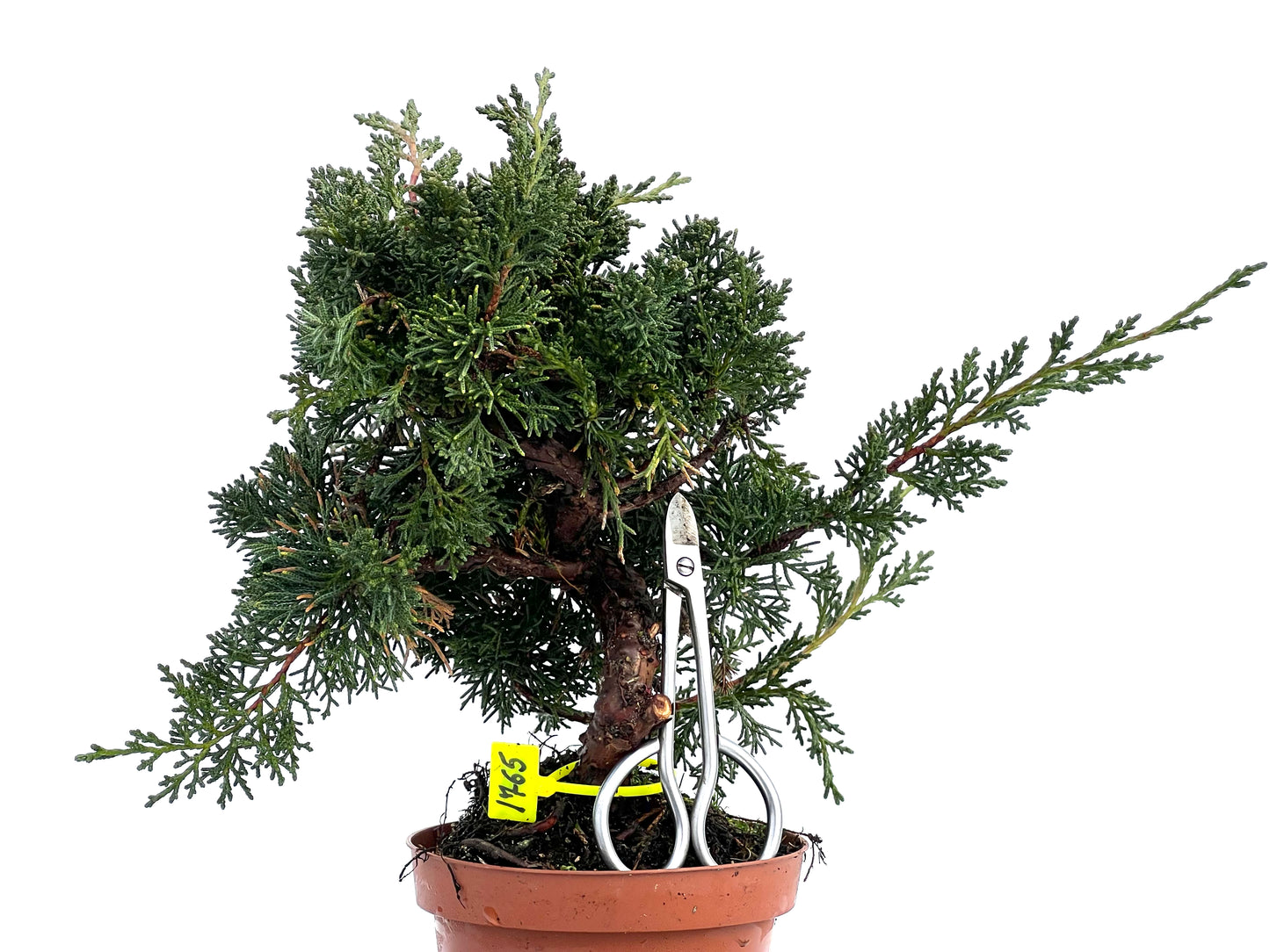 Juniperus Chinensis Kyshu 1765