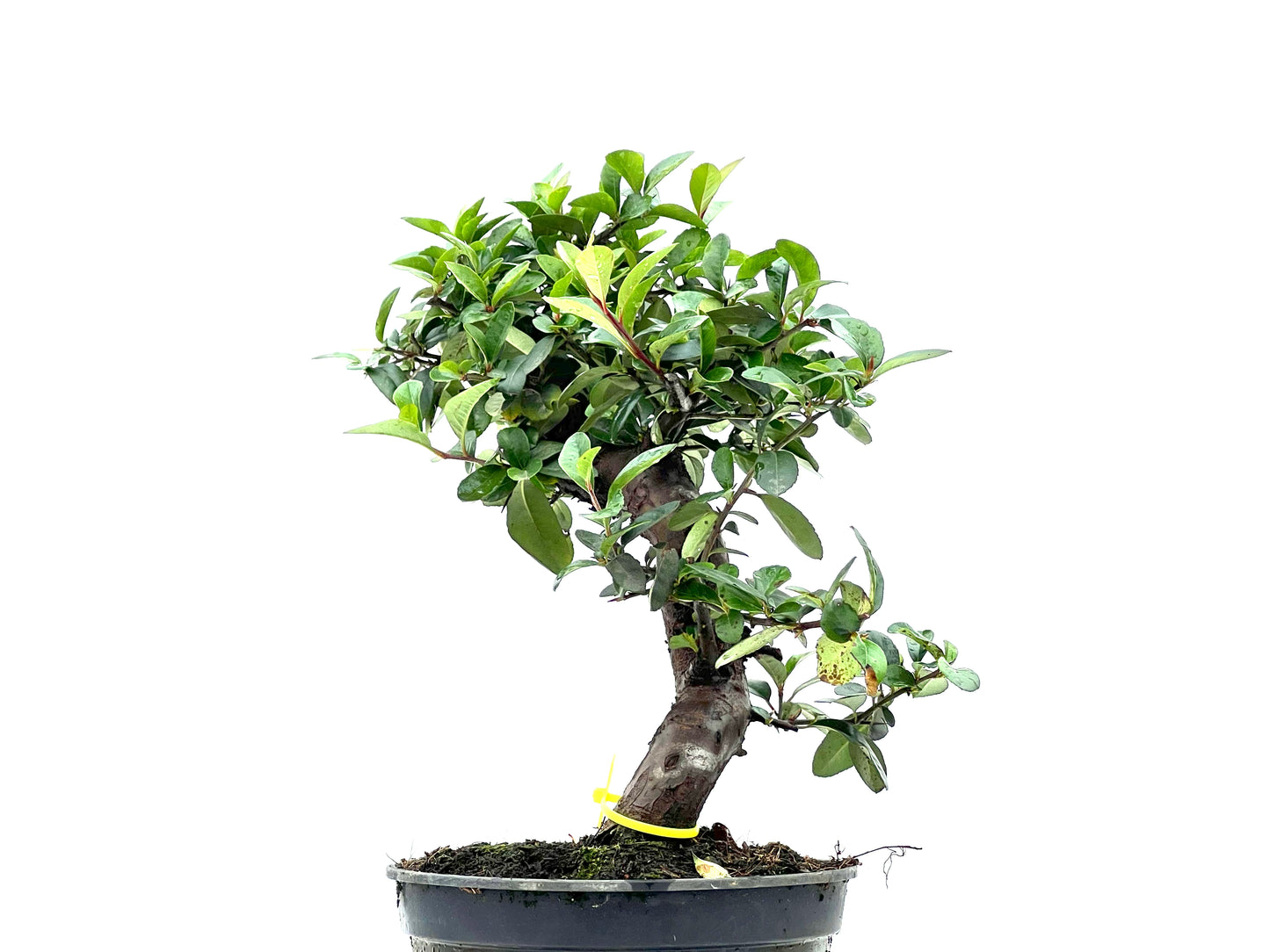Pyracantha 1770