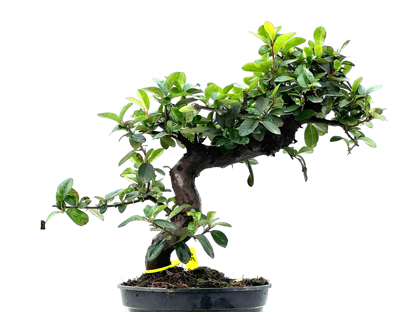Pyracantha 1770