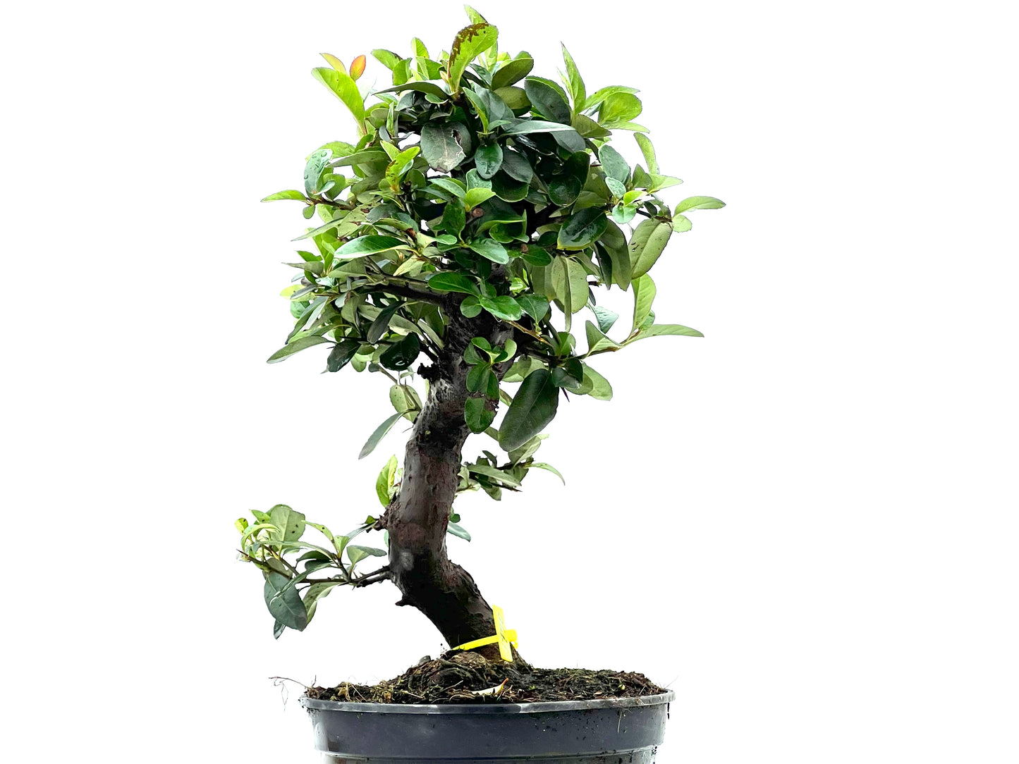 Pyracantha 1770