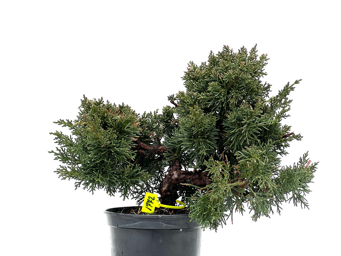 Juniperus Chinensis Kyshu 1772