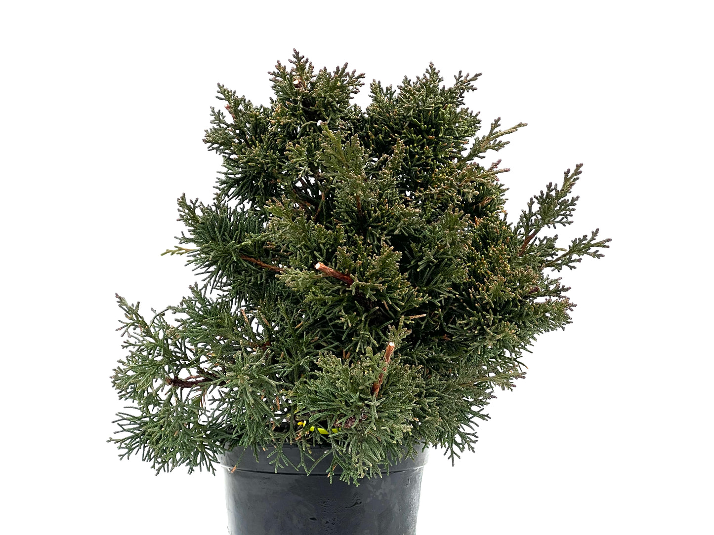Juniperus Chinensis Kyshu 1772