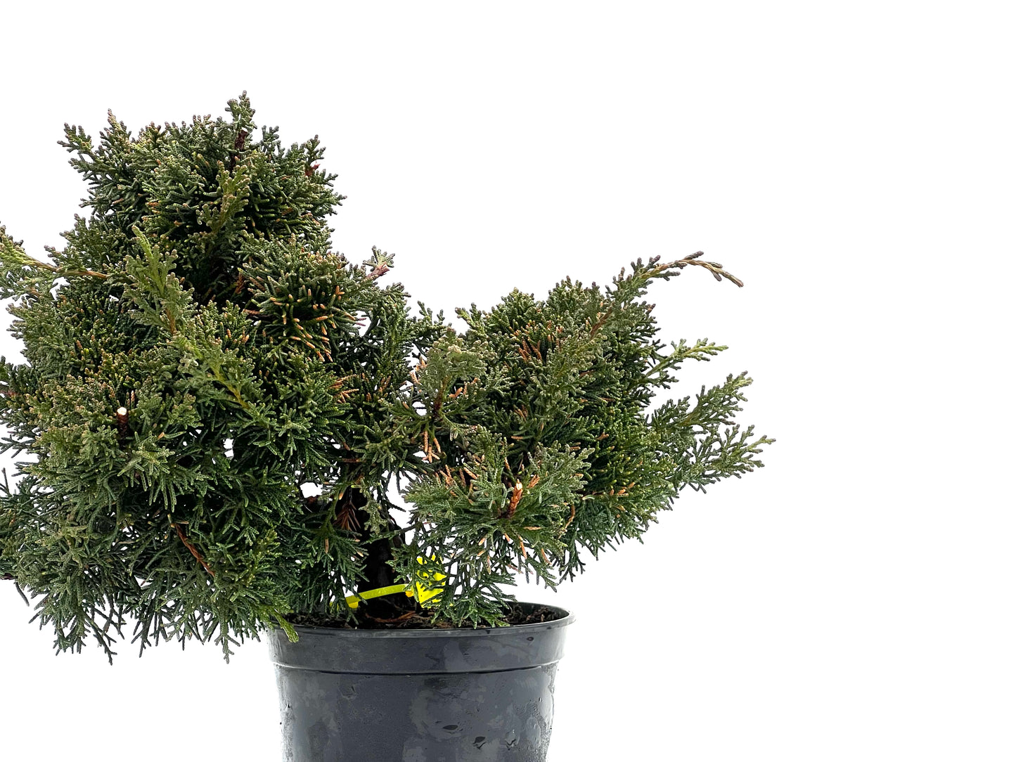 Juniperus Chinensis Kyshu 1772