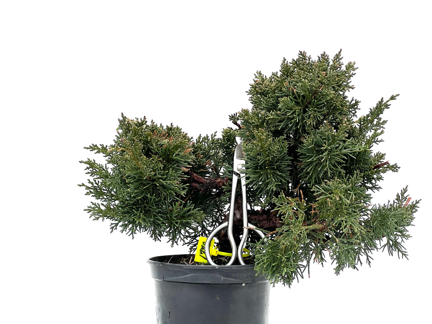 Juniperus Chinensis Kyshu 1772