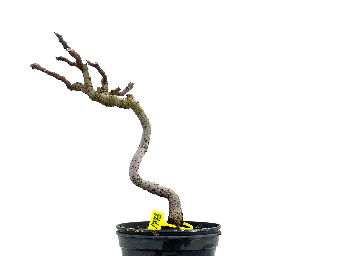 Ficus Carica 1773