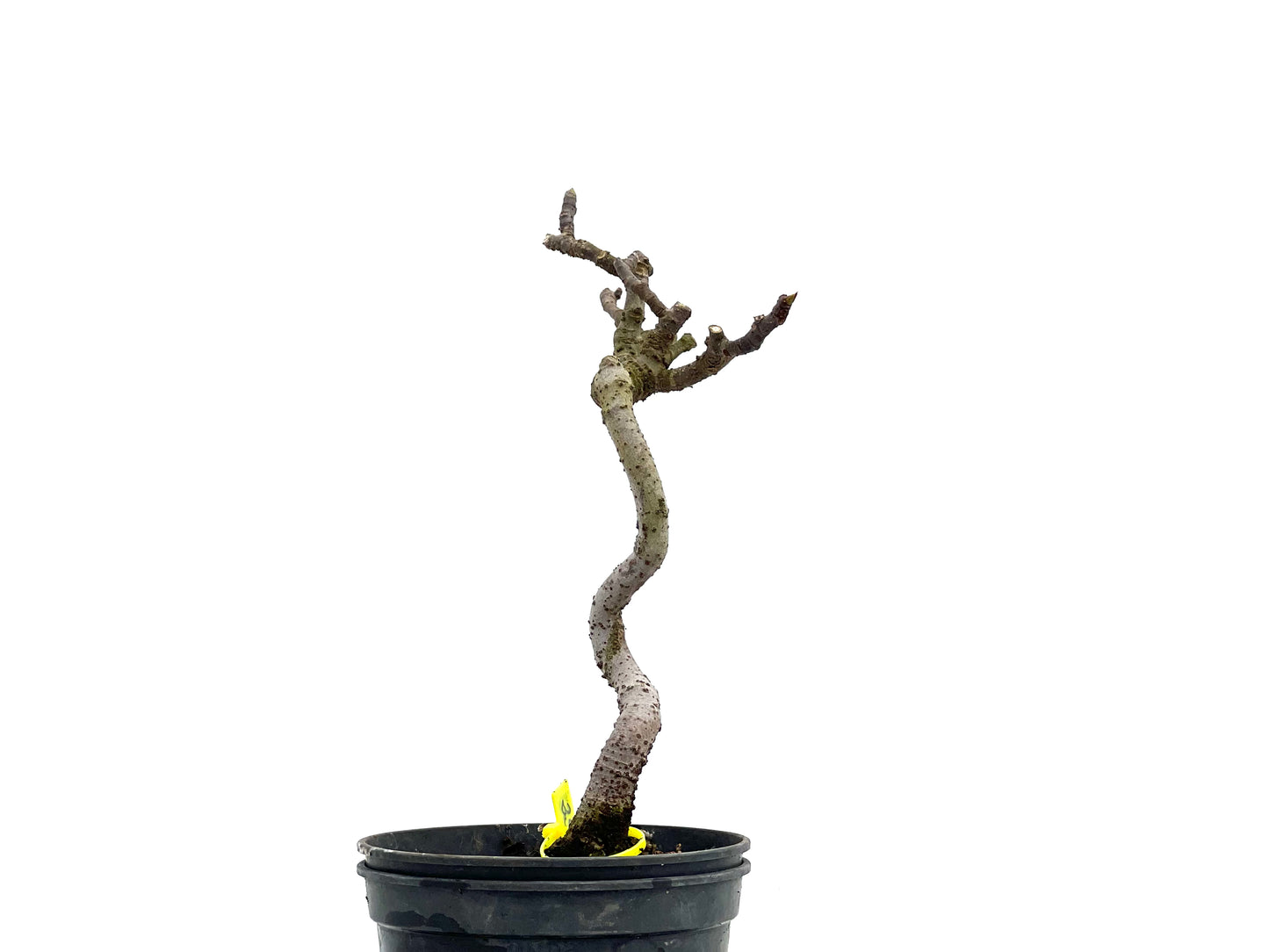 Ficus Carica 1773