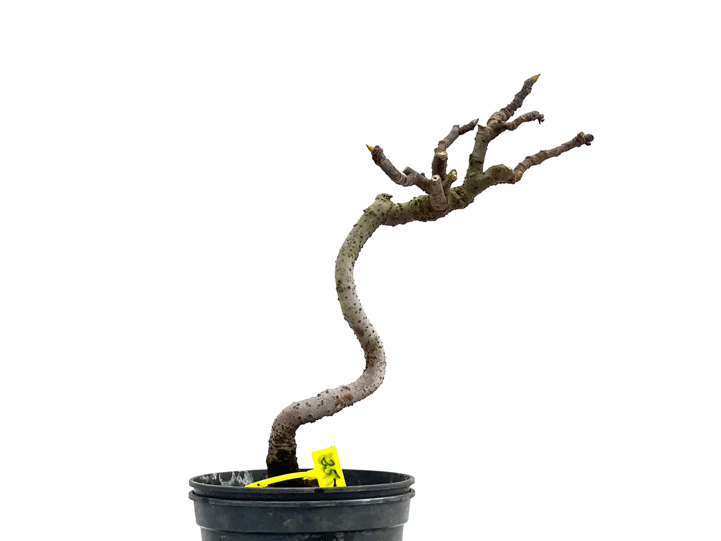 Ficus Carica 1773