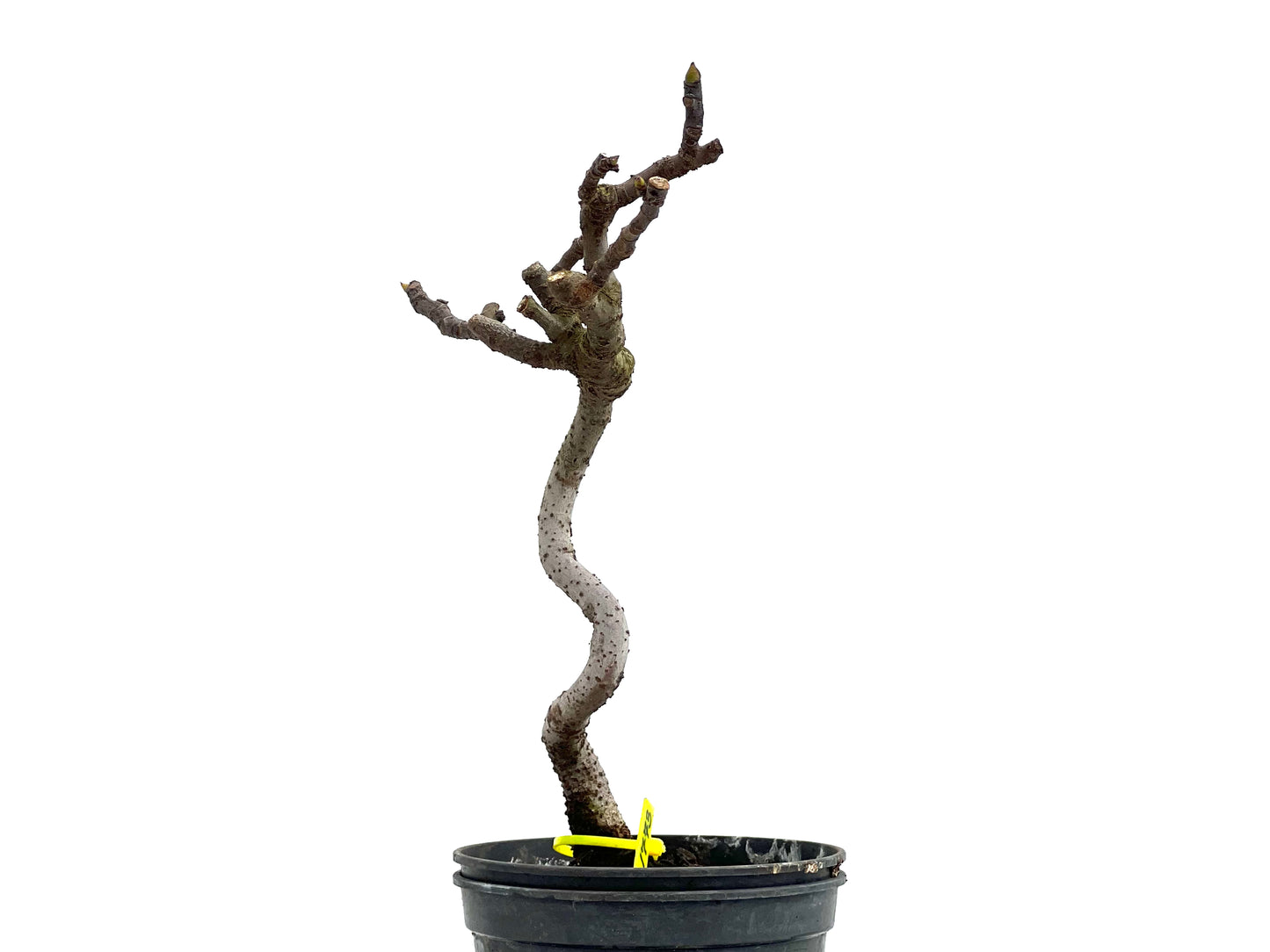 Ficus Carica 1773