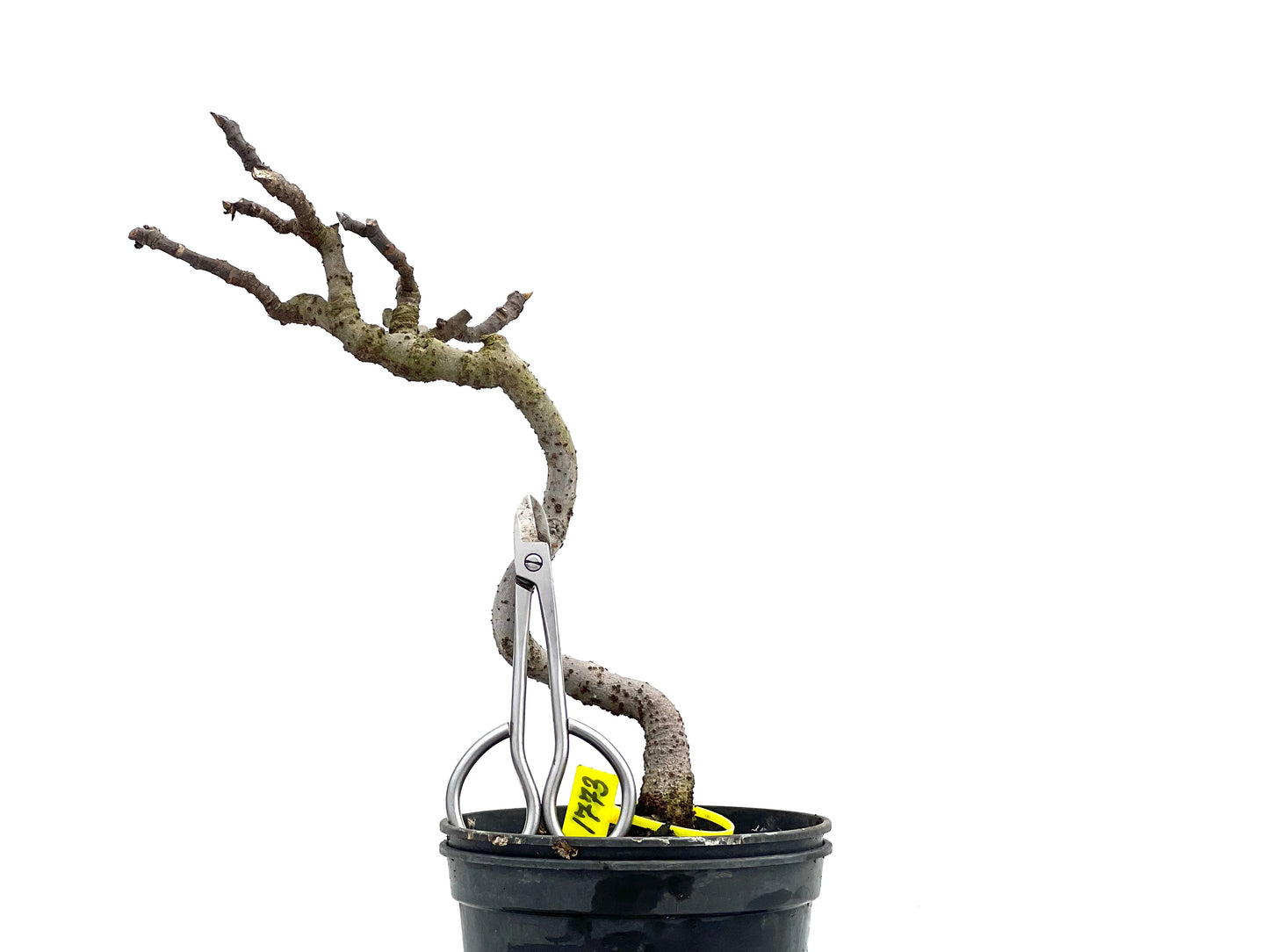 Ficus Carica 1773