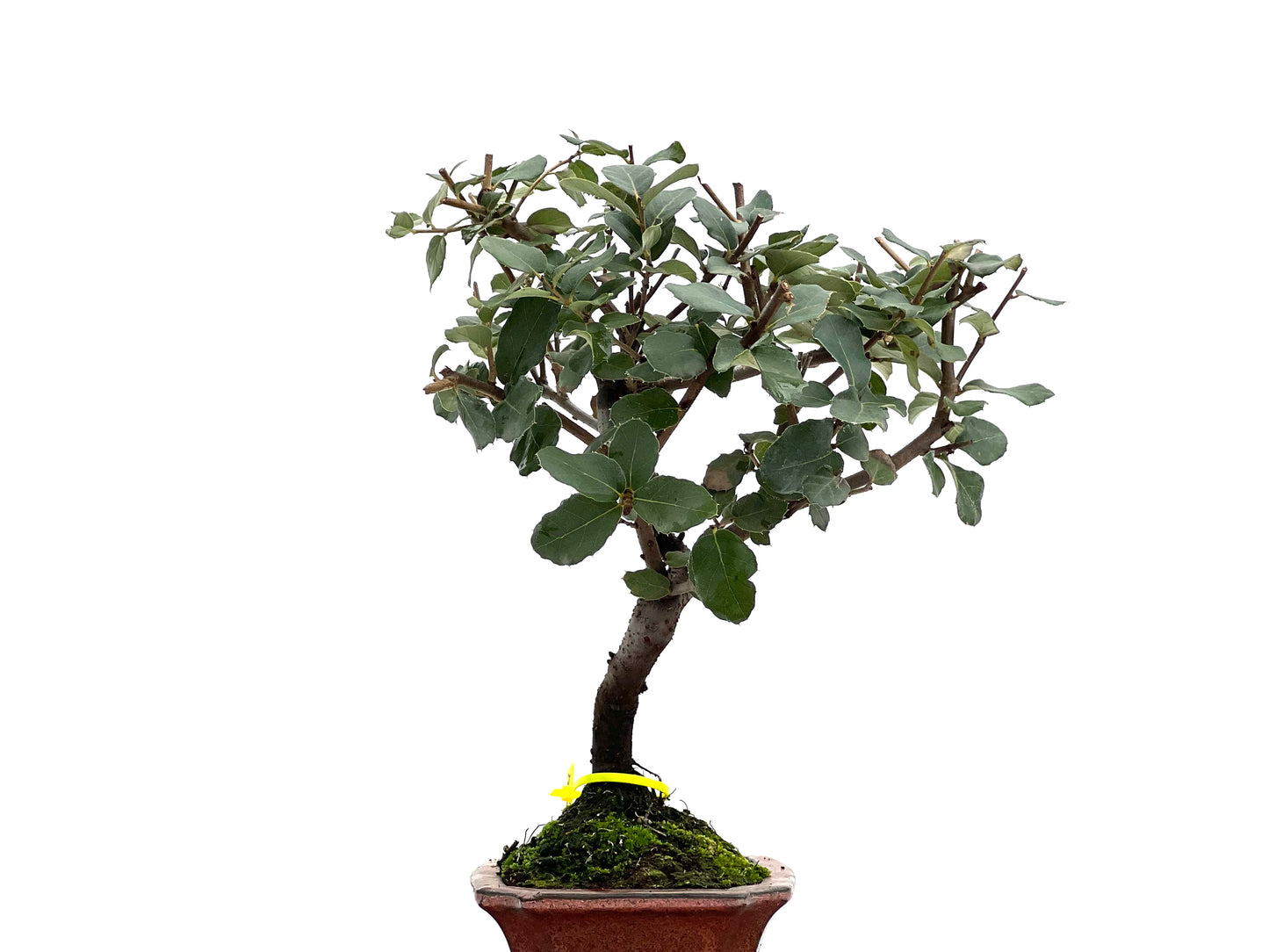 Quercus Suber 1774