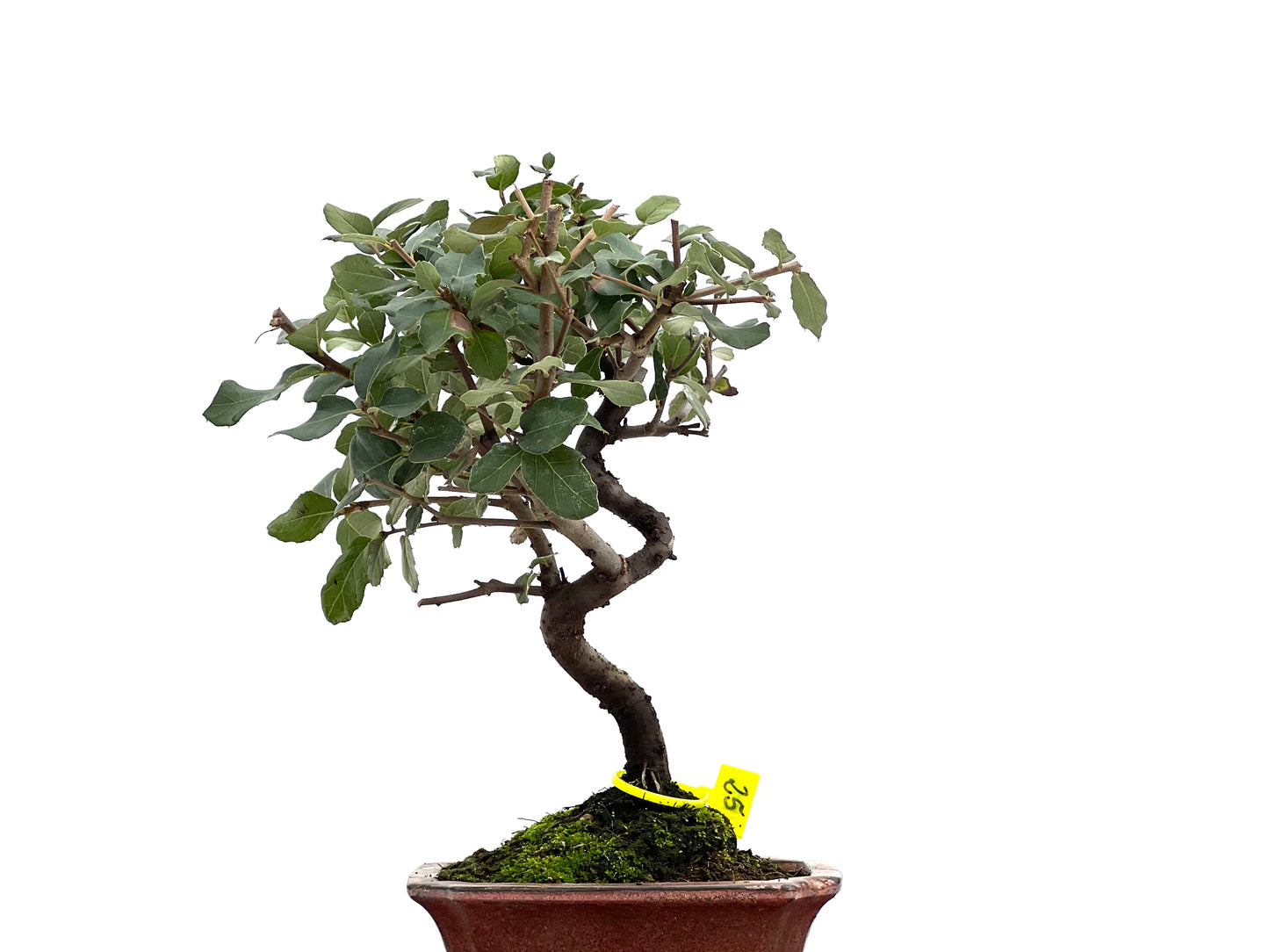 Quercus Suber 1774