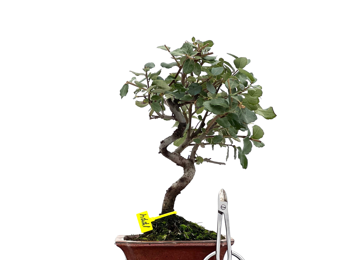 Quercus Suber 1774