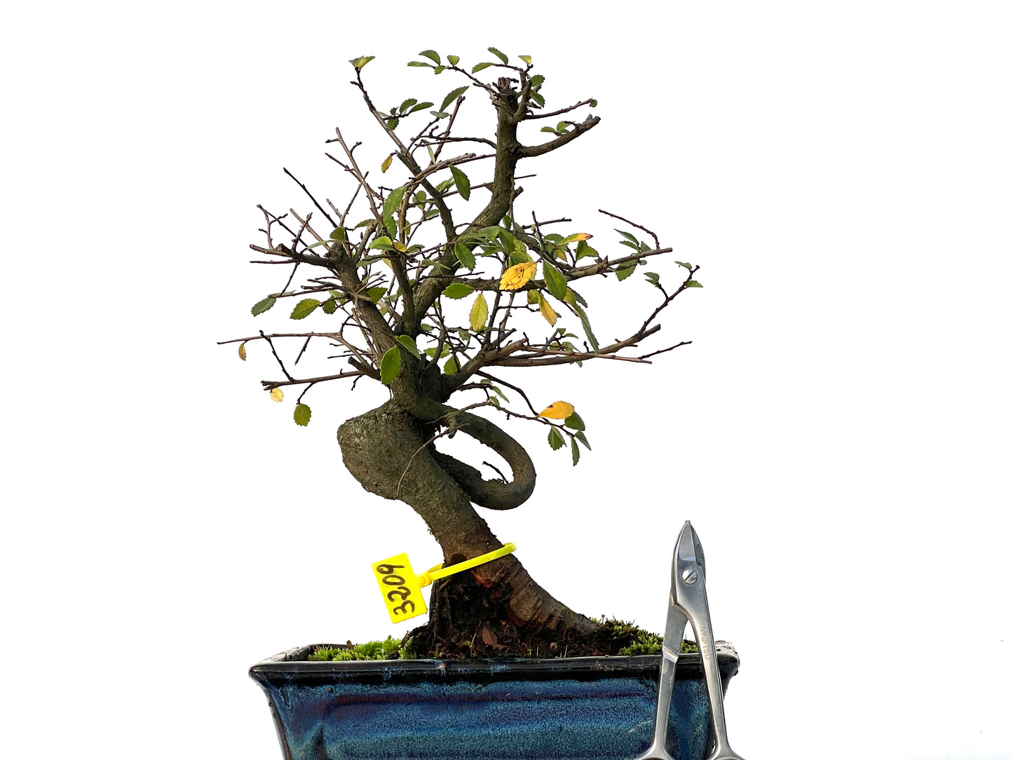 Ulmus Parvifolia 3209