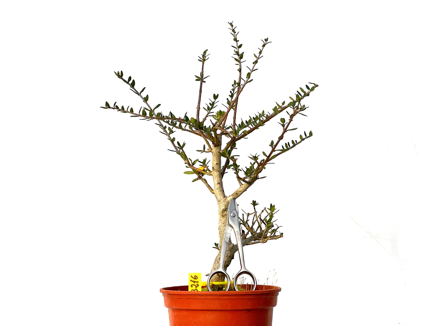 Olea Europaea Sylvestris 3216