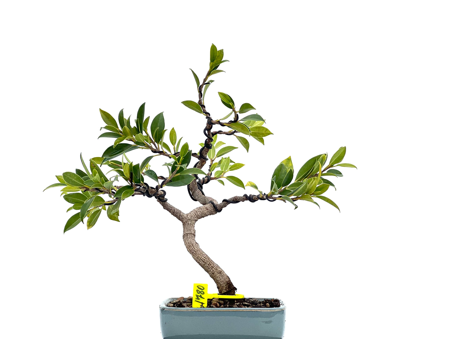 Ficus Tiger Bark 1780