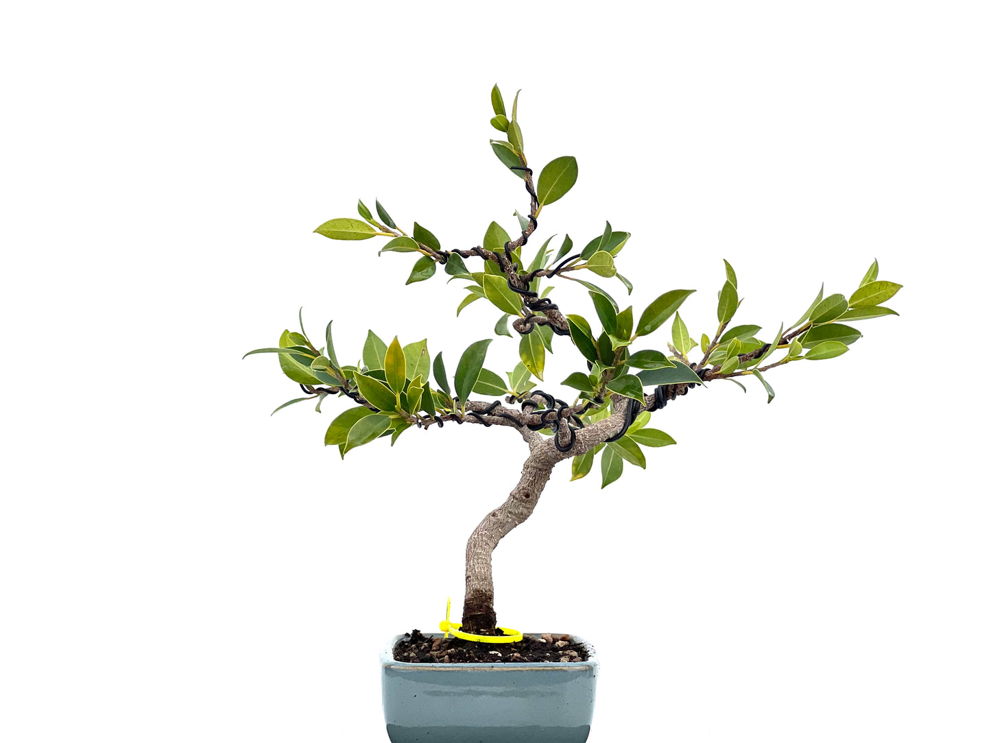 Ficus Tiger Bark 1780