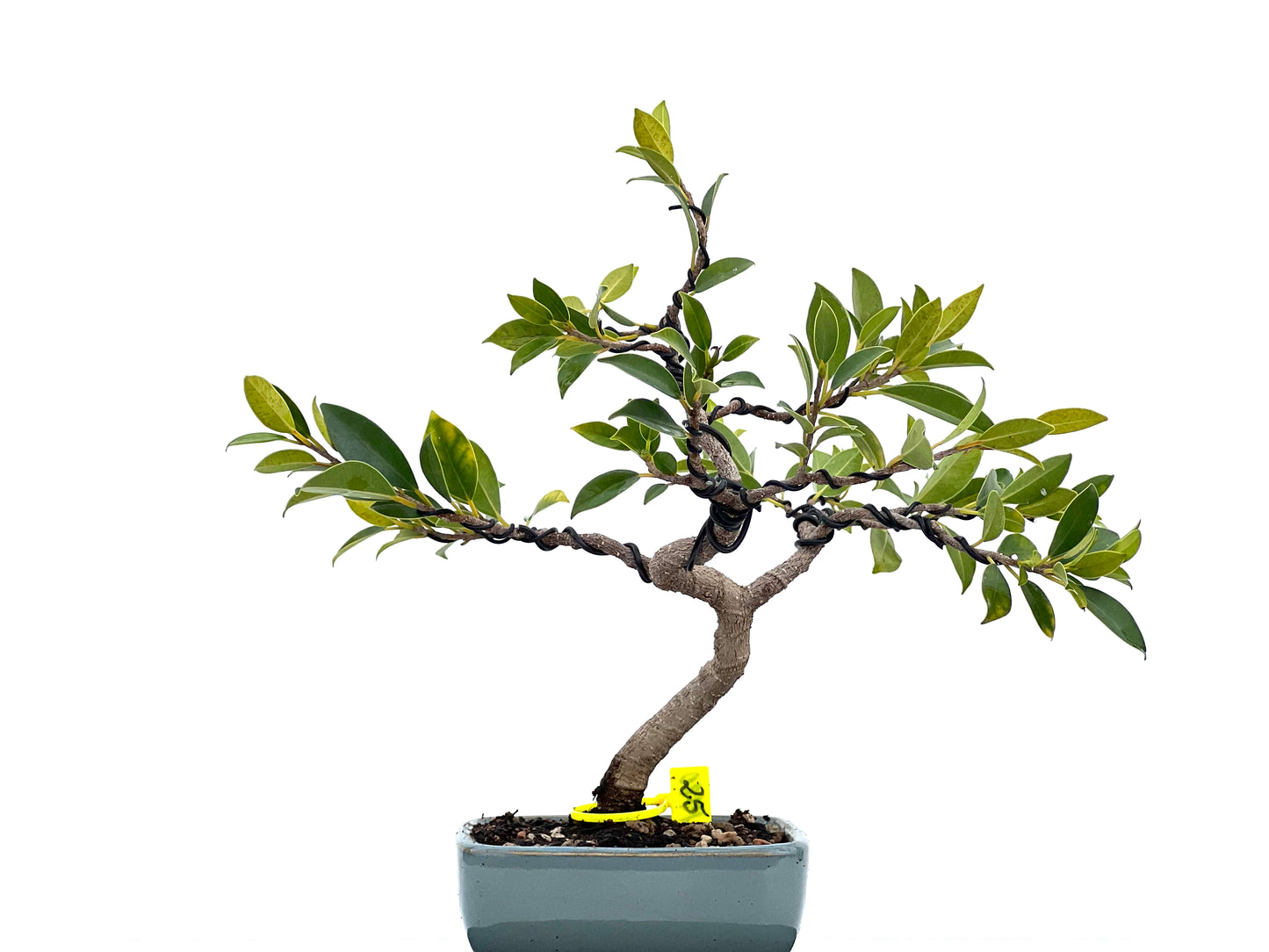Ficus Tiger Bark 1780