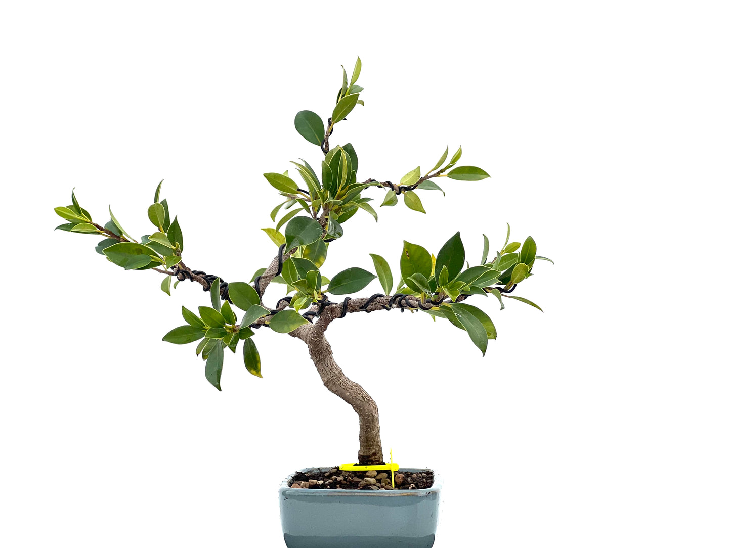 Ficus Tiger Bark 1780