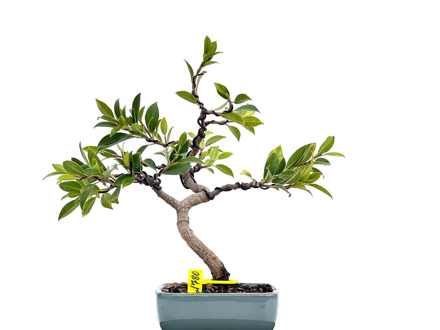 Ficus Tiger Bark 1780