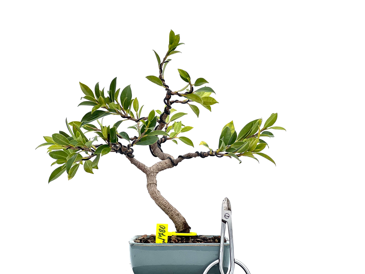 Ficus Tiger Bark 1780