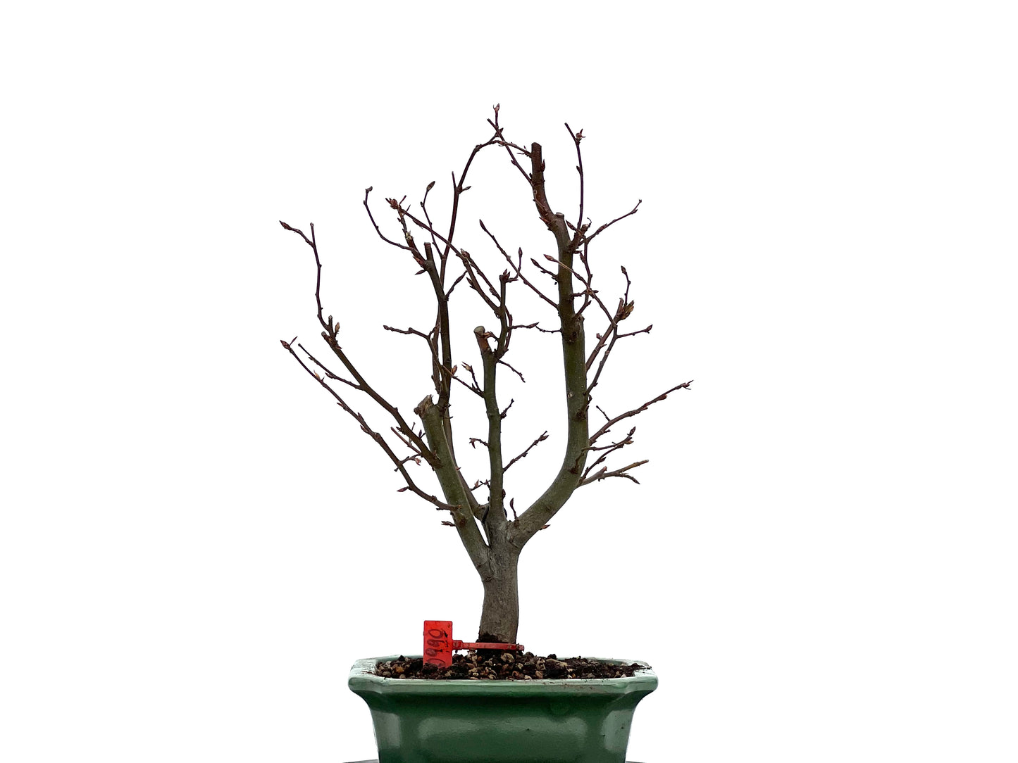 Carpinus Betulus 0990