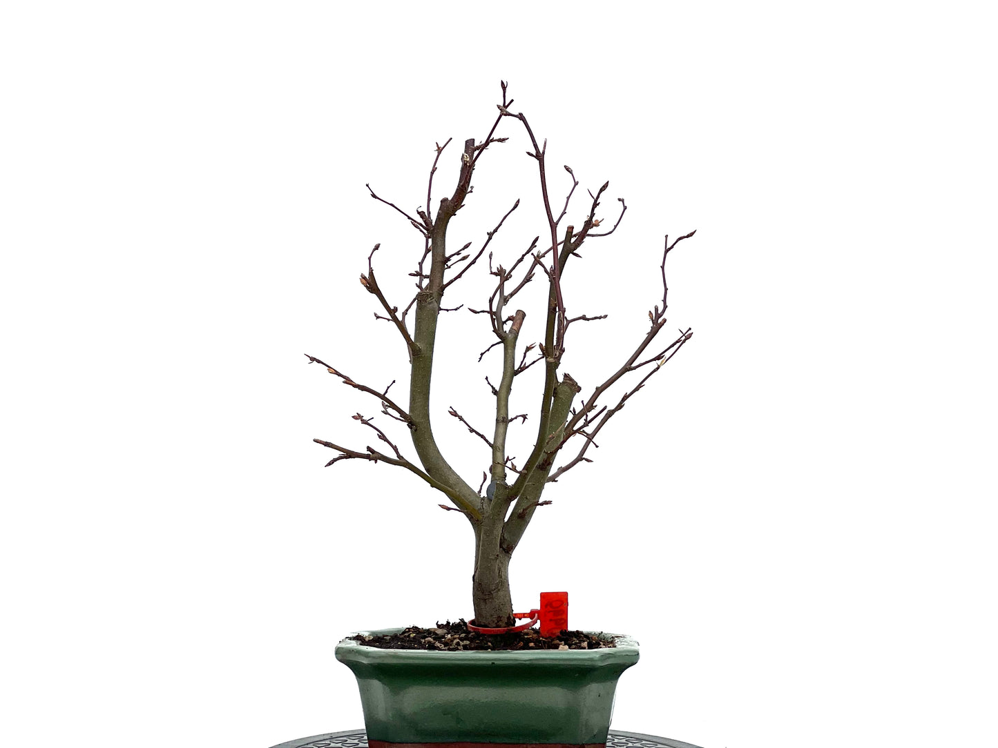 Carpinus Betulus 0990