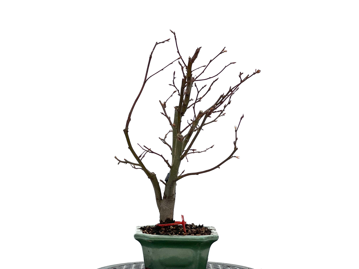 Carpinus Betulus 0990