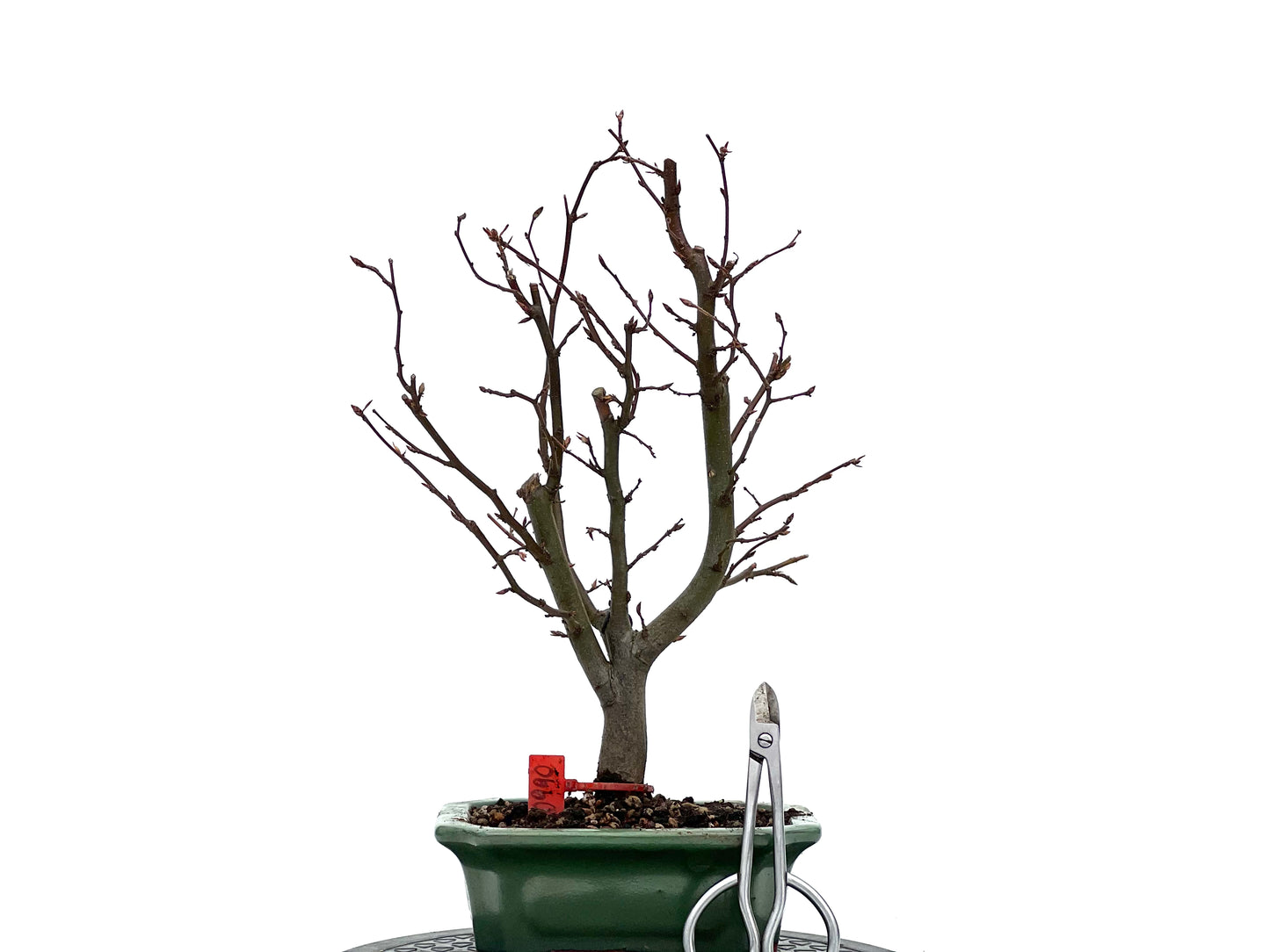 Carpinus Betulus 0990
