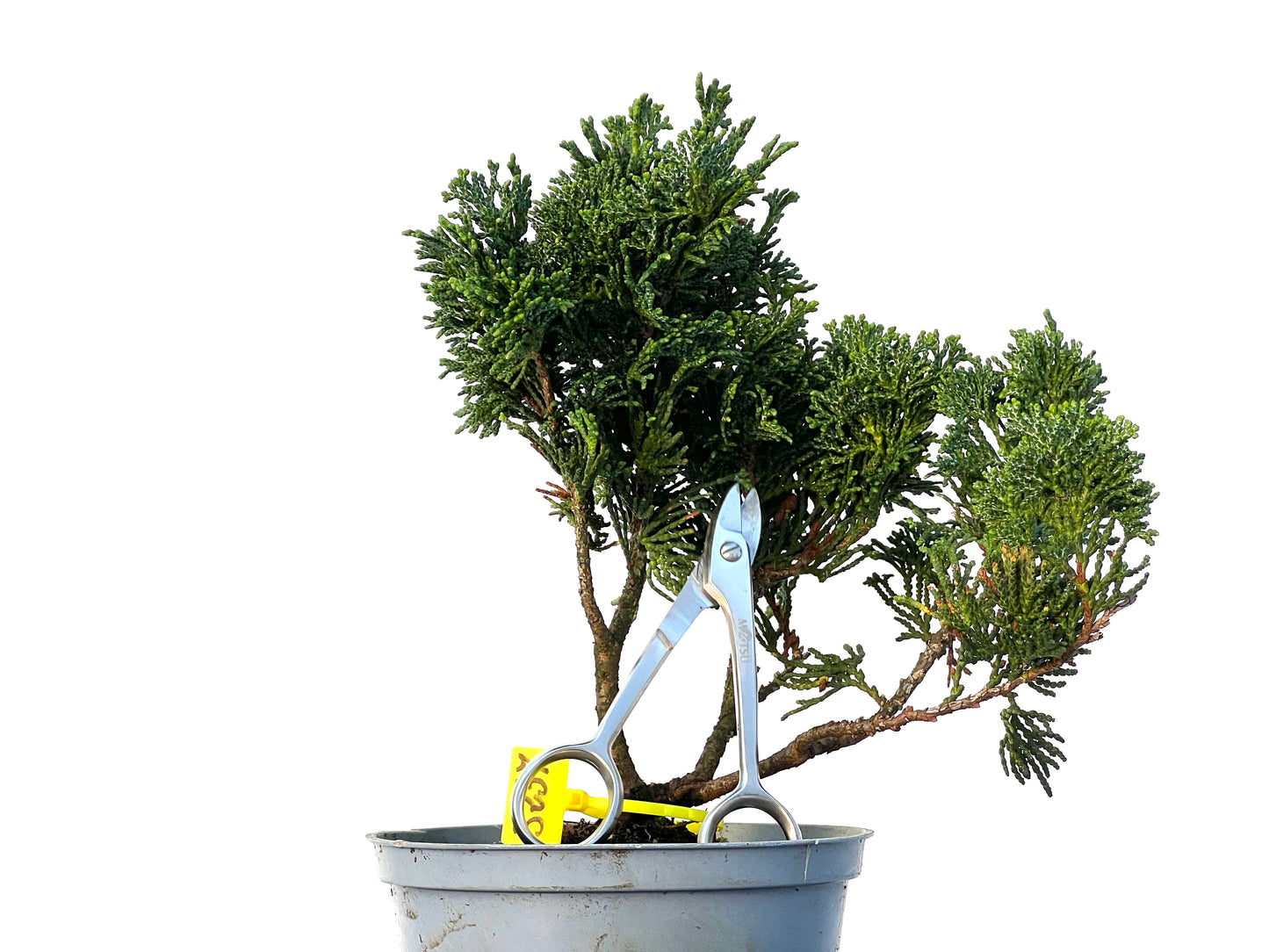 Chamaecyparis Obtusa Nana 3237